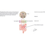 Runge IM 2E image