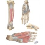 Adductors, Abductors, and Intrinsic Muscles