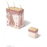 Skin Colon: a Cross Sectional View