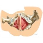 Perineum: Contracted