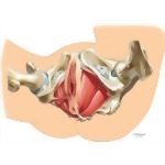 Perineum: Relaxed