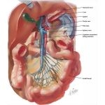 Weber image