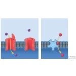 Passive Membrane Transport