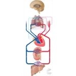 Monitoring of Blood Pressure