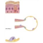 Nosocomial Infections: Respiratory Clearance Mechanisms