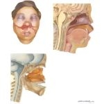 Facial Trauma: Clinical Findings In Mid-Face Fracture