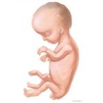 Routine Prenatal Care: Second Trimester