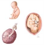 Routine Prenatal Care: Third Trimester