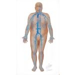 Diabetes Mellitus and Its Complications: Micro and Macrovascular Complications