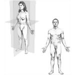 Body Planes and Terms Of Relationship