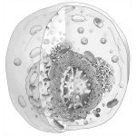 The Cell