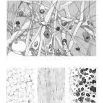 Connective Tissues