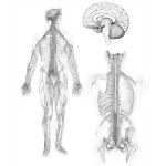 Nervous System