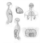Body Cavities