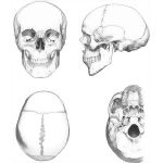 External Features of the Skull