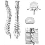 Vertebral Column