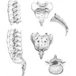 Lumbar, Sacral, and Coccygeal Vertebrae