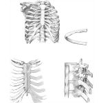 Thoracic Cage