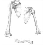 Pectoral Girdle and Arm