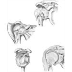 Shoulder Joint
