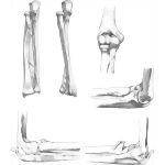 Forearm and Elbow Joint