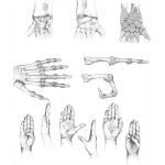 Wrist and Finger Joints and Movements