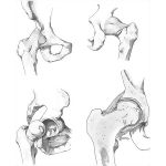 Hip Joint