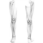 Thigh and Leg Bones