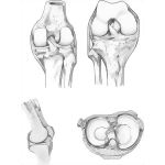 Knee Joint