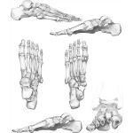Bones of the Ankle and Foot