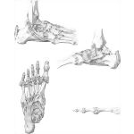 Ankle and Foot Joints