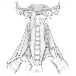 Prevertebral Muscles