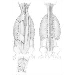Deep (Intrinsic) Back Muscles
