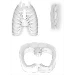Thoracic Wall Muscles
