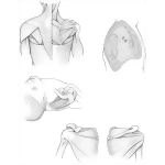 Posterior Shoulder Muscles