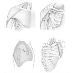 Anterior Shoulder Muscles