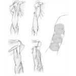 Arm Muscles