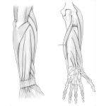 Posterior Forearm Muscles