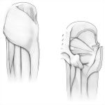 Gluteal Muscles