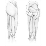 Posterior Thigh Muscles