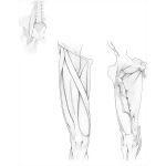 Anterior Thigh Muscles