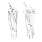 Medial Thigh Muscles