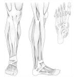 Anterior and Lateral Leg Muscles