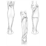 Posterior Leg Muscles