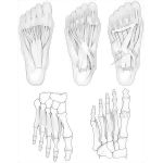 Intrinsic Foot Muscles