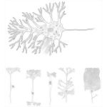 Neuronal Structure