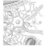 Glial Cells