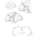 Cerebrum
