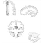 Cortical Connections