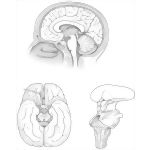 Midsagittal and Bassal Brain Anatomy